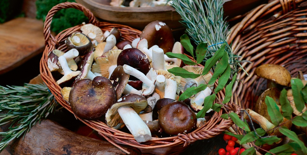 Forage