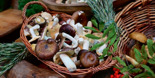 Forest Feast - Foraging