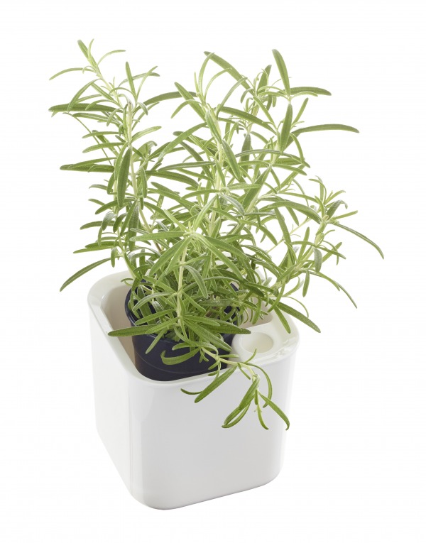 Orthex at John Lewis & Partners