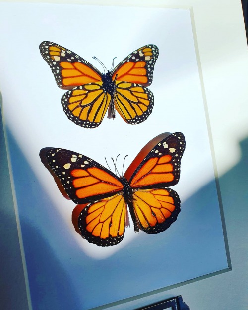 Inside the Weird and Wonderful World of Taxidermy With Lost & Profound