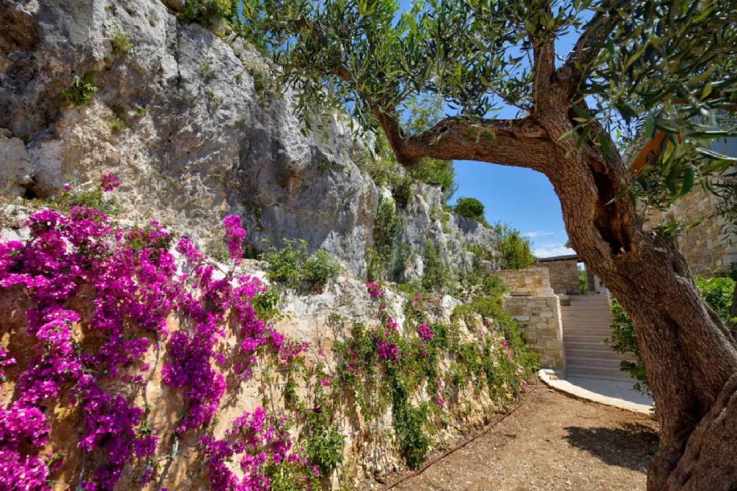 Walled area with pink flowers and large tree