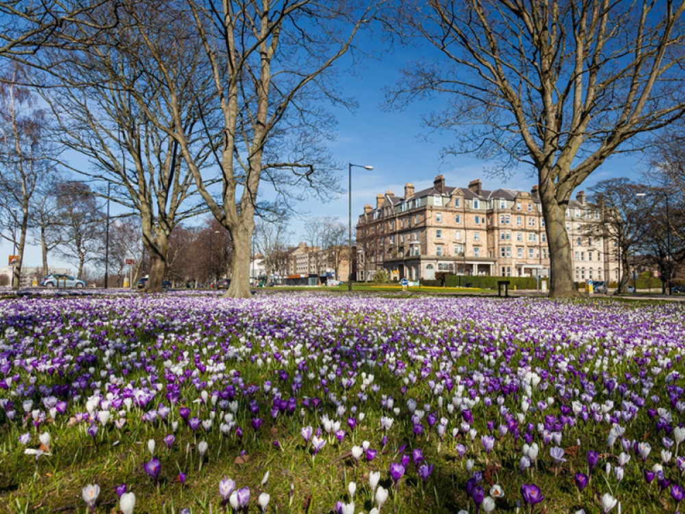 rural field of crocus with building in the background