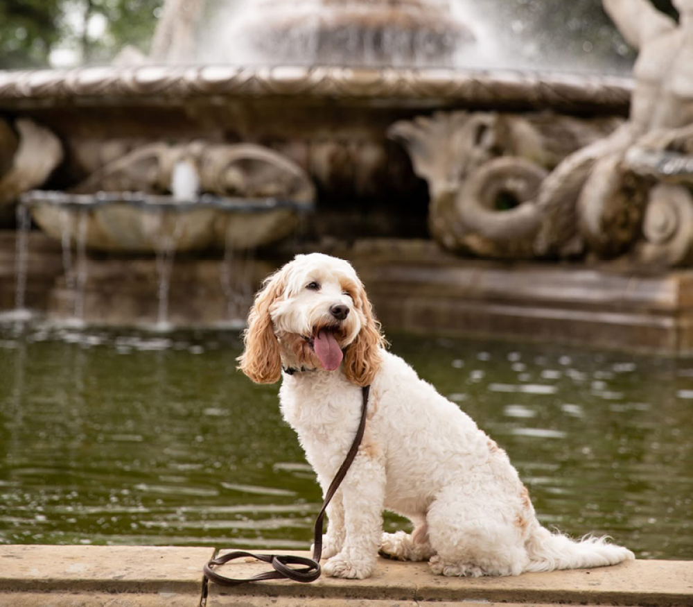 dog