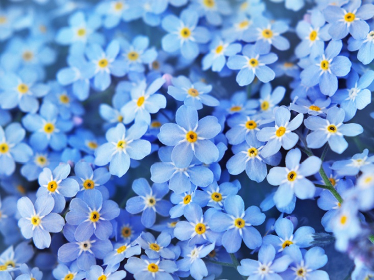 Forget-me-nots