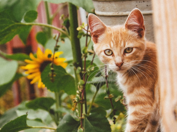 Cat in a garden with sunflower