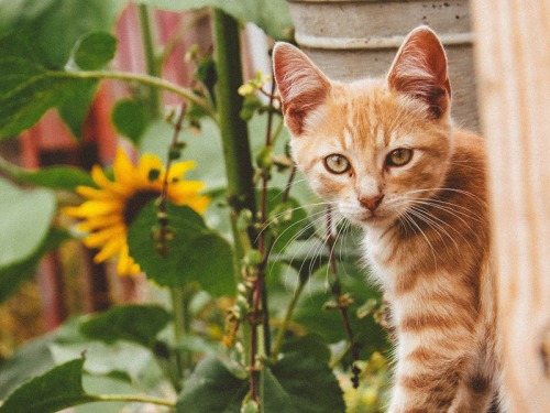 Poisonous Plants to Keep Away From Your Feline Friends
