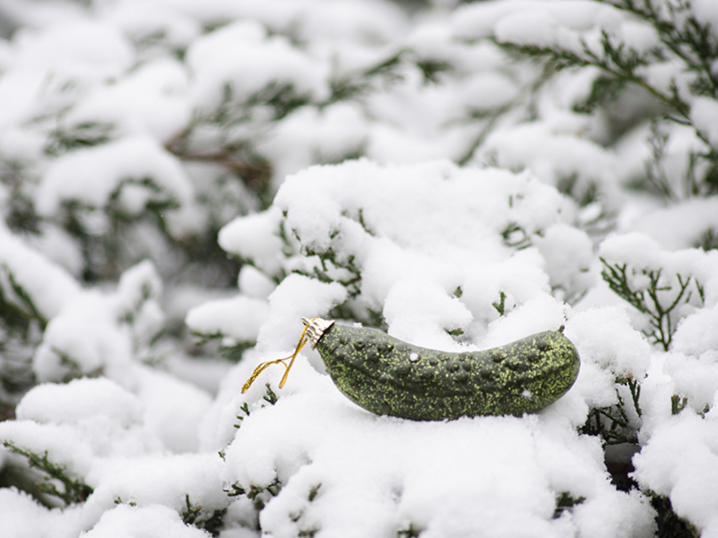 Hiding a pickle on the Christmas tree in the USA