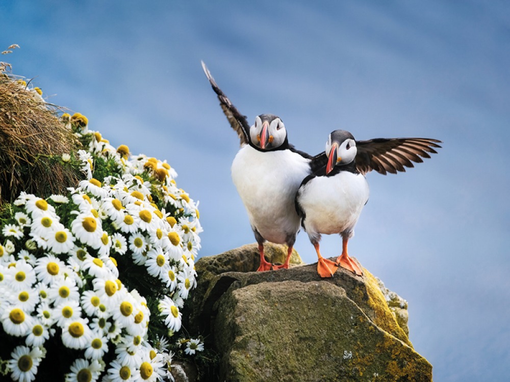 RSPB Bempton Cliffs
