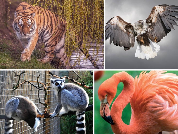 Where to See Wildlife in Yorkshire