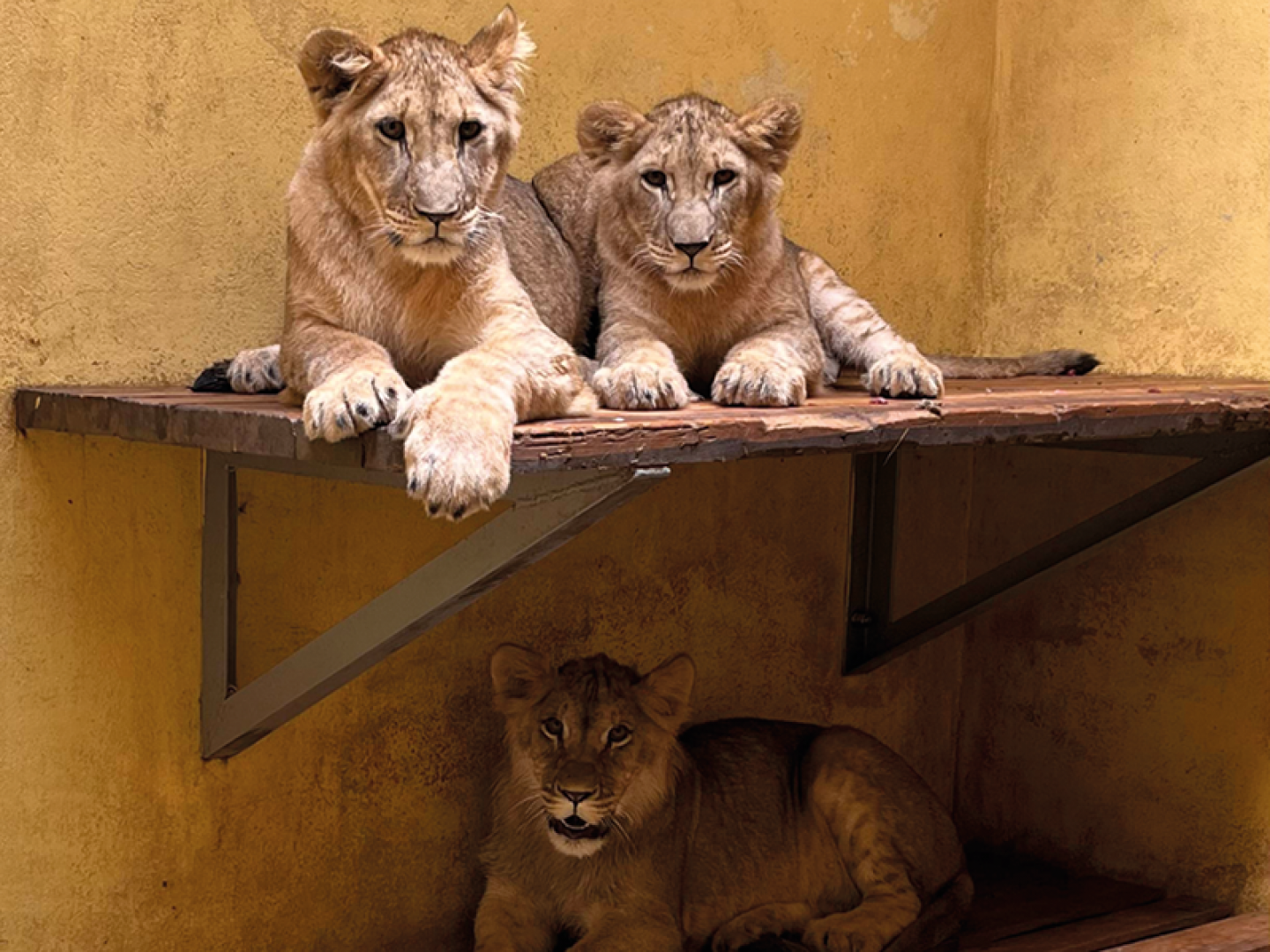 The young cubs in their temporary accommodation in Poland.