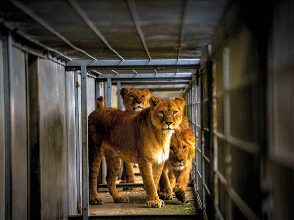 lion cubs