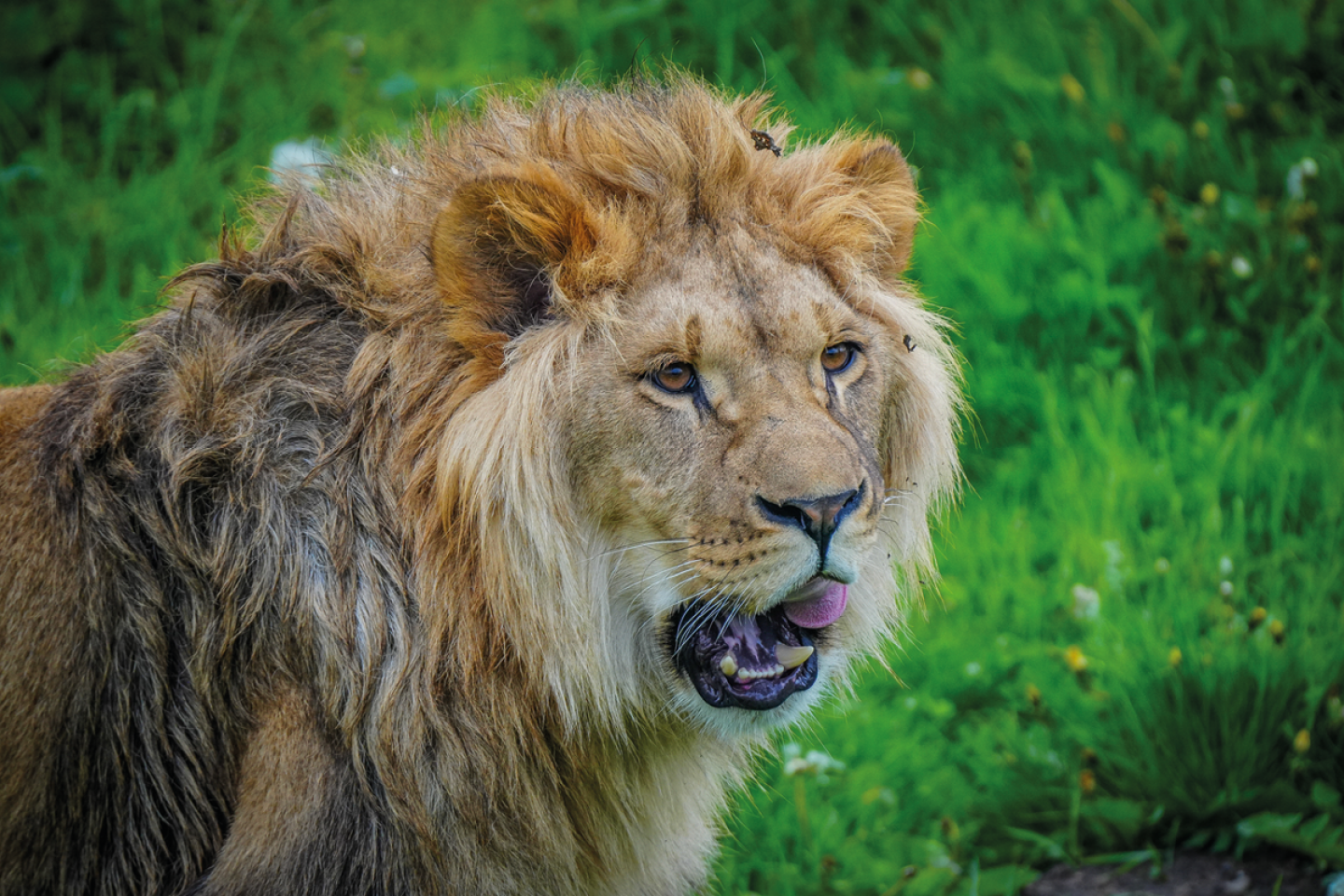Lion