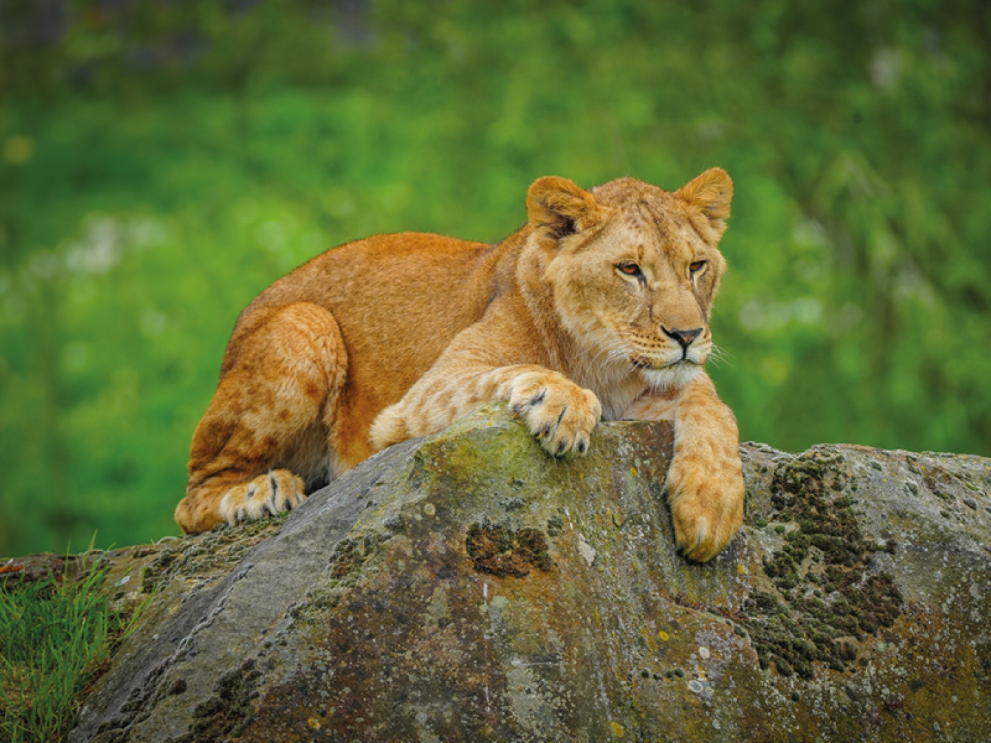 lioness sitting on a rock