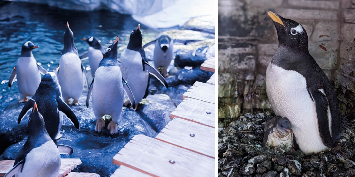penguins standing in shallow water | baby penguin on a nest being cared for by mother