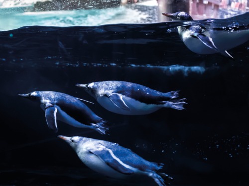 Meet The Deep's Newest Baby Penguin