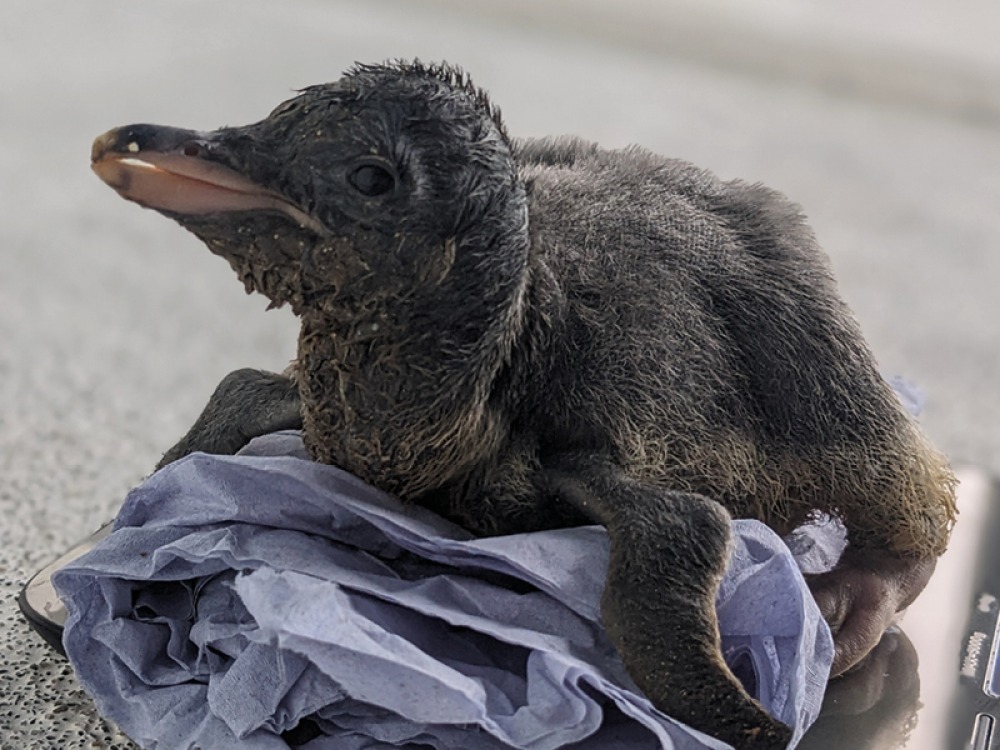 newborn fluffy penguin being weighed