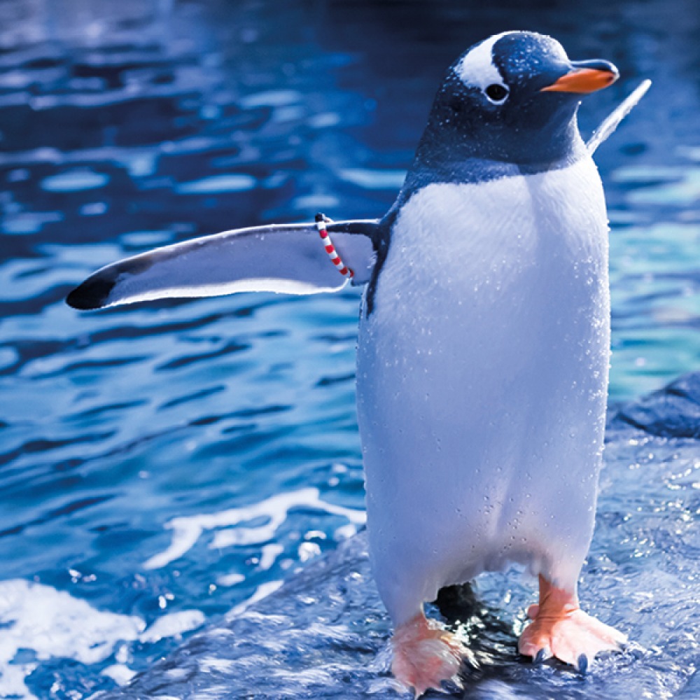 baby penguin sending wings speed in shallow water
