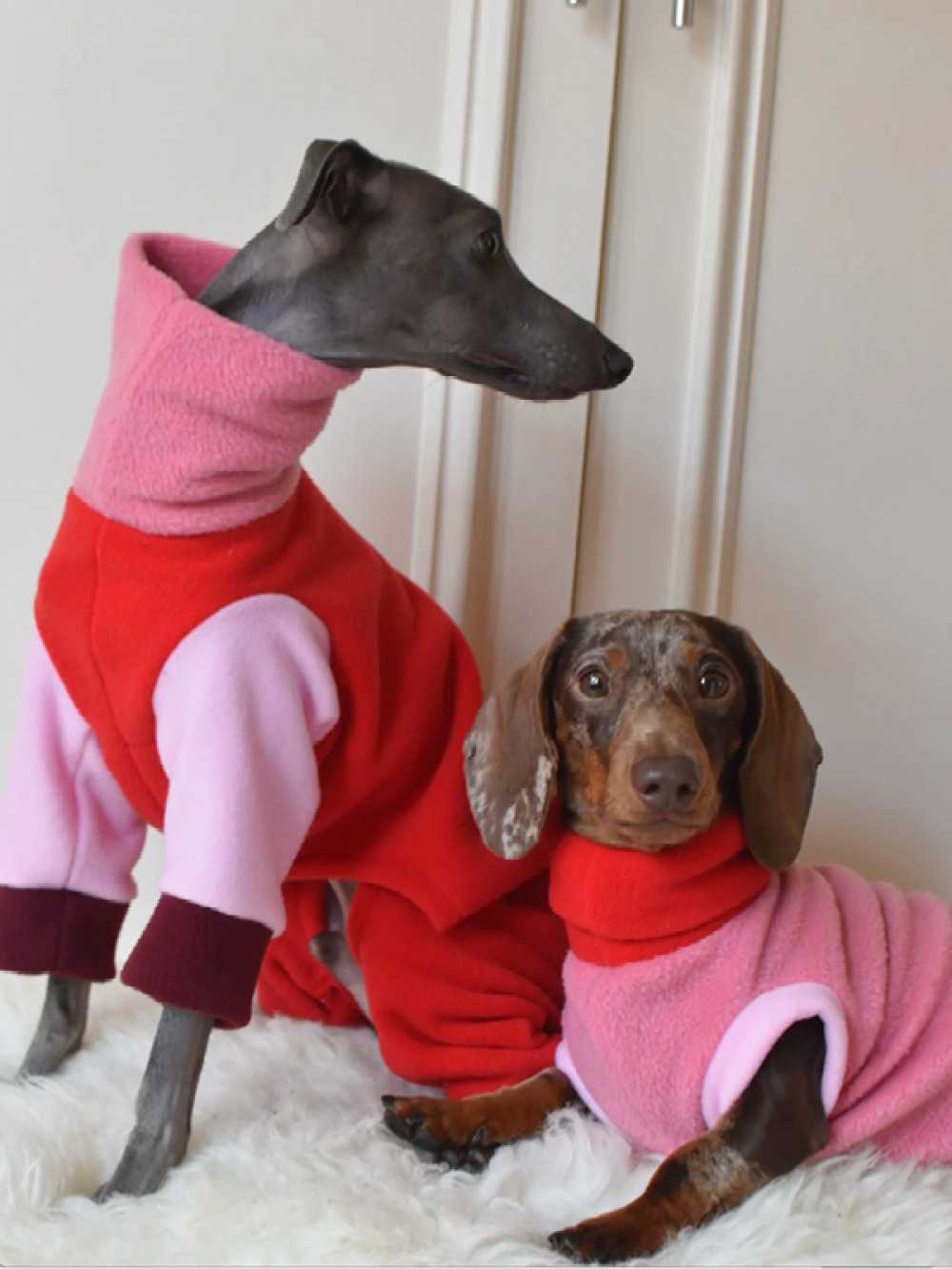 Italian Grey Hound and Dachshund wearing pink and red fleece jumpers