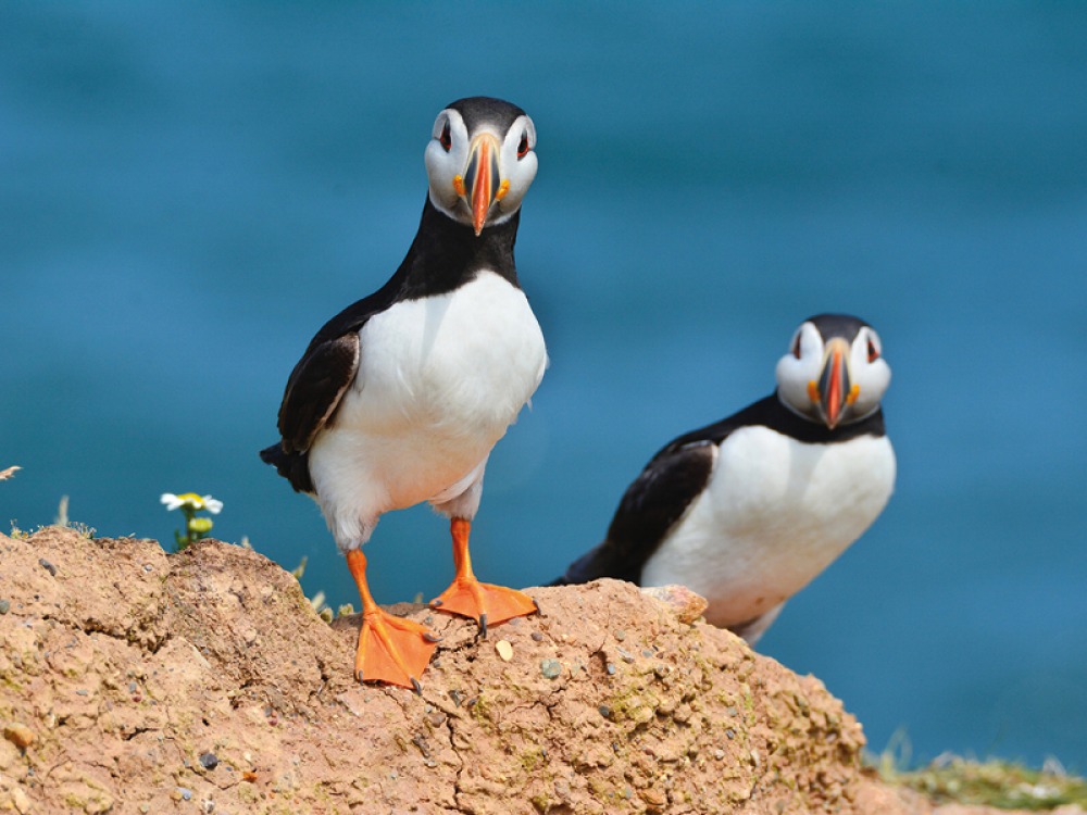 Puffins at RSPB Bempton Cliffs