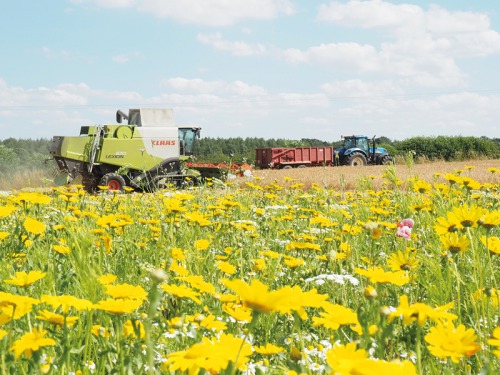 North Yorkshire Farm Using Flowers to Diversify