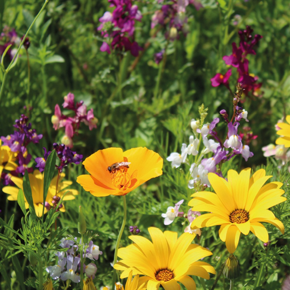 Bee sitting in a field of wild flowers