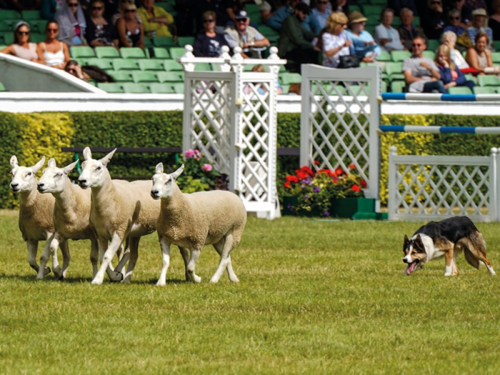 GYS22 Sheep Dog Trials – Junior