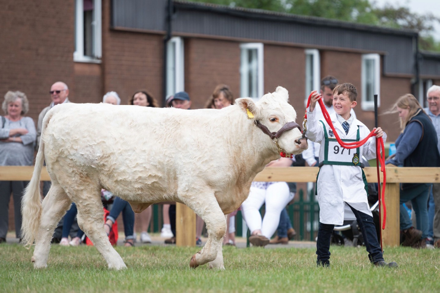 GYS22 Action from the Beef Young Handlers