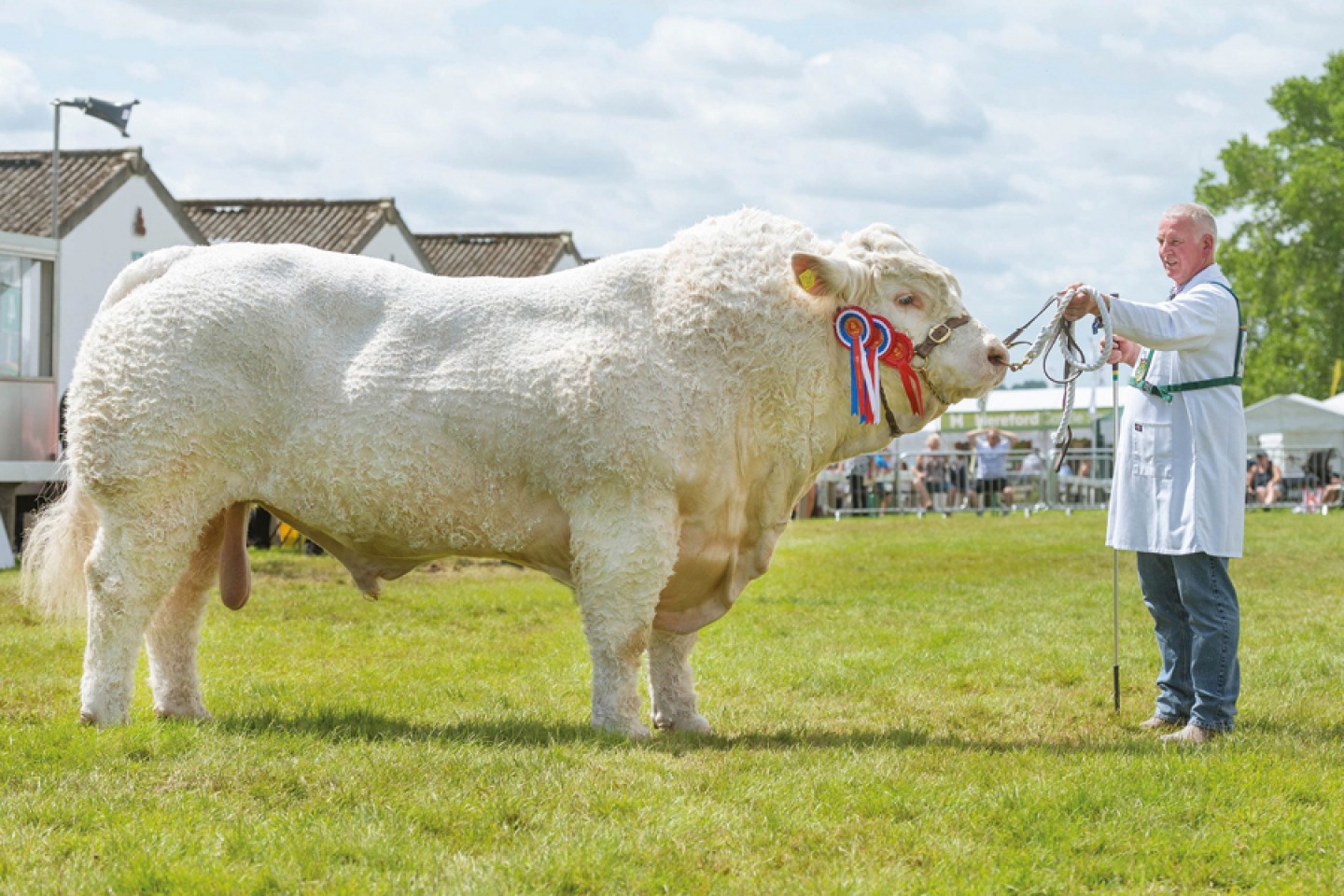 GYS21 Supreme Beef Champion British Charolais Maerdy Morwr from AJR Farms in Aberdeenshire being shown by Andrew Reid. Photograph by Richard Walker