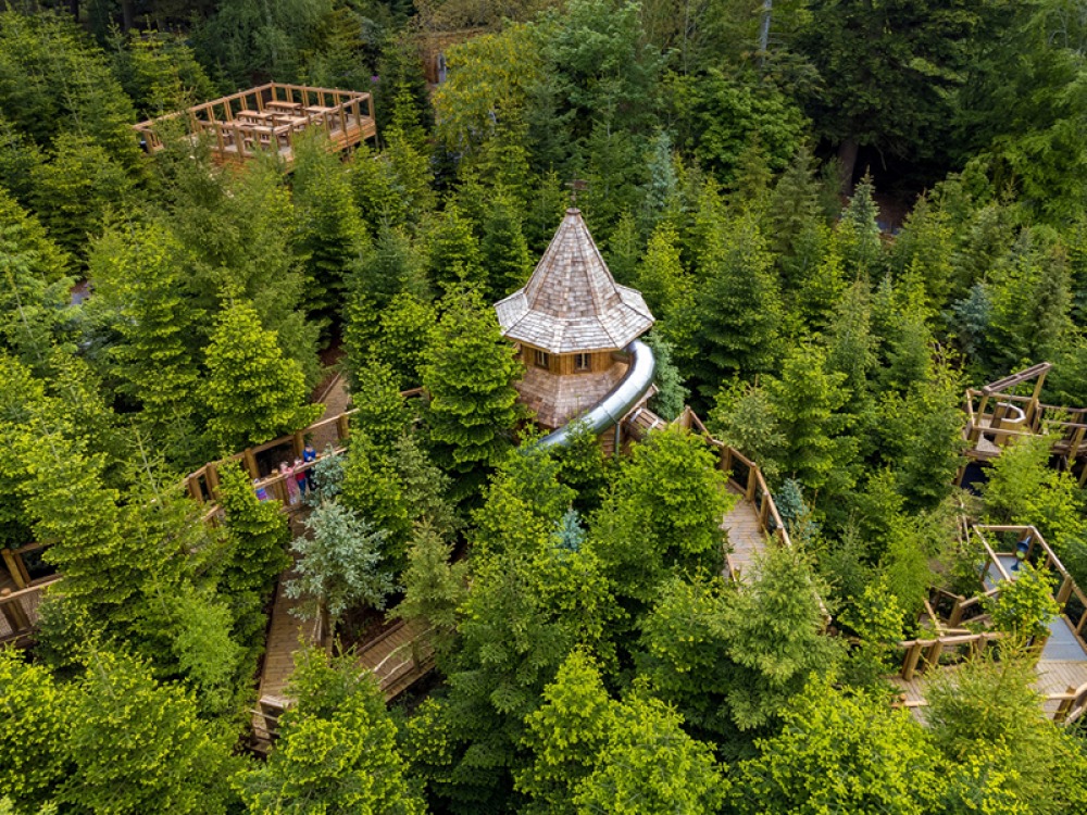The Plotters’ Forest