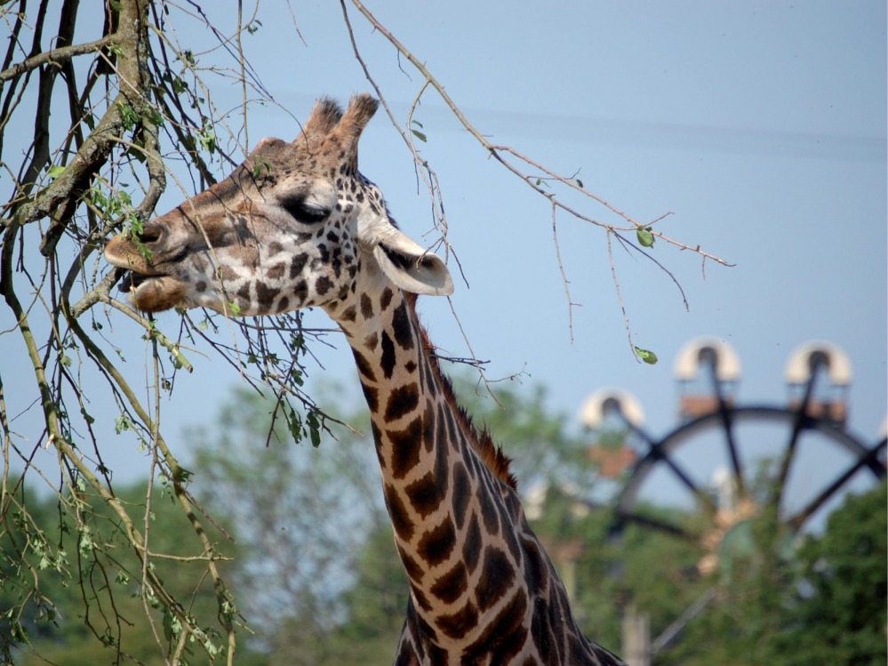 giraffes at Flamingo Land
