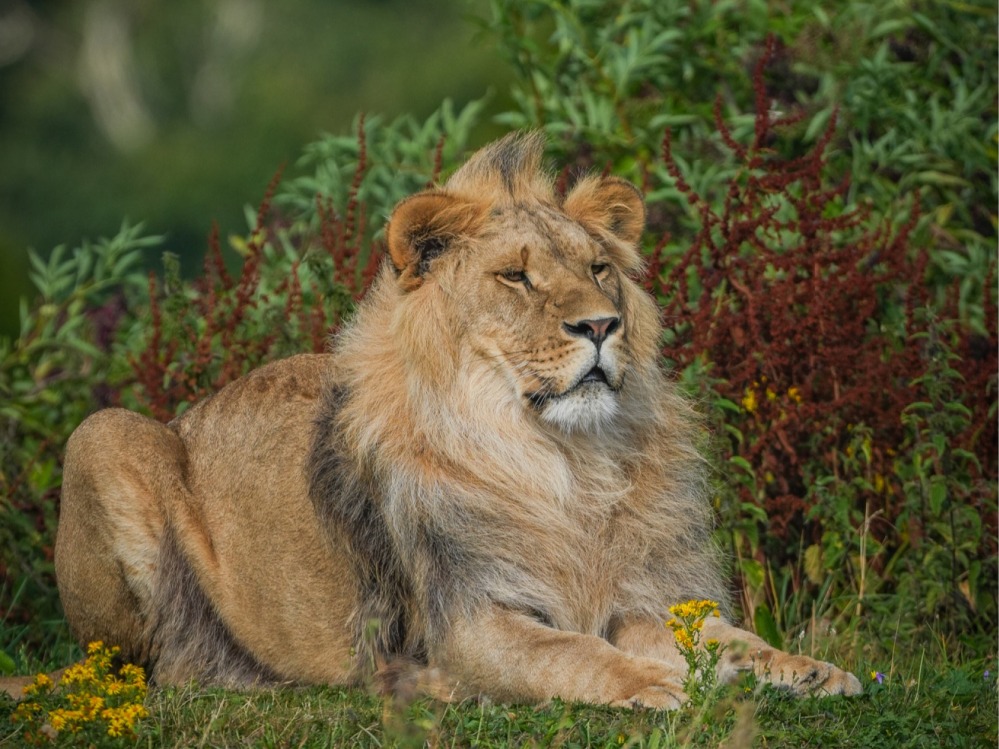 Lion surrounded any greenery
