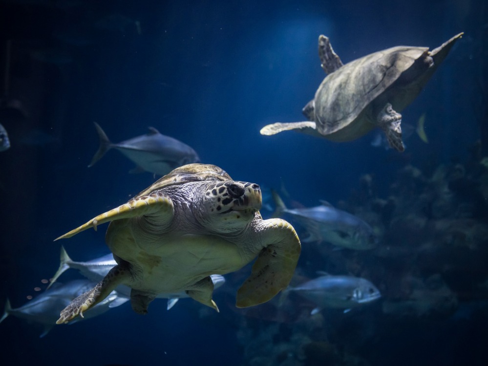 Turtles swimming at The Deep