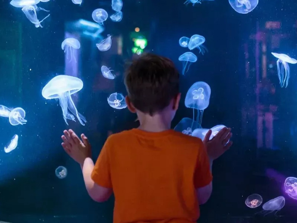 jellyfish