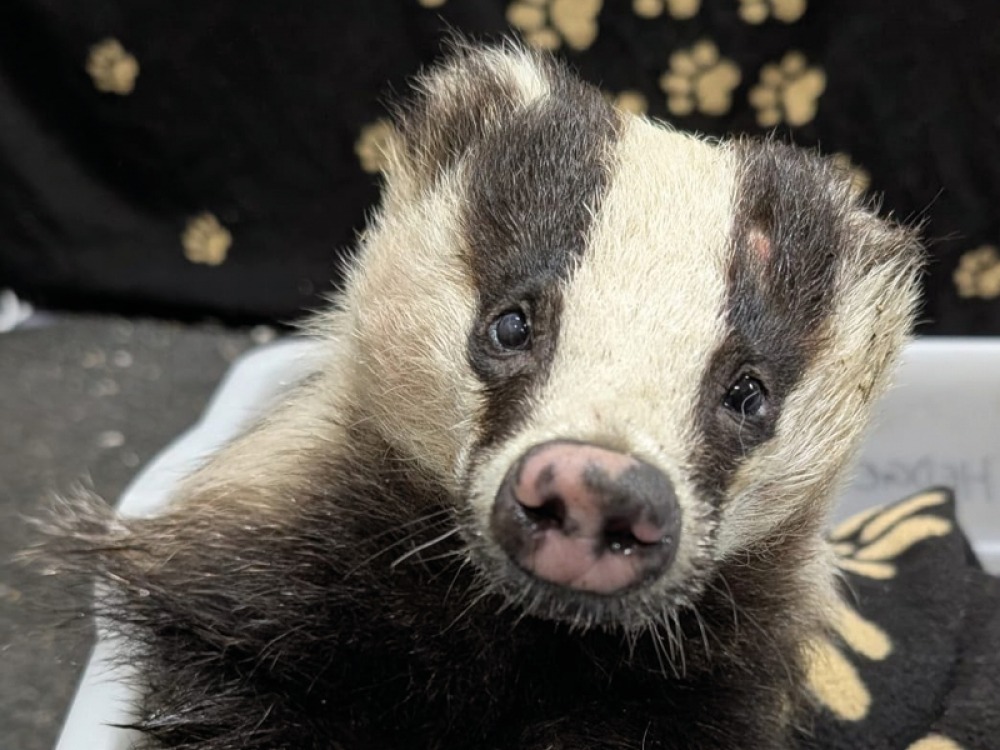 Rescued Badger