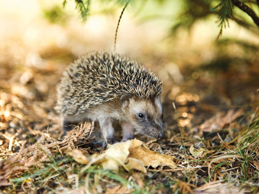 How To Support Craven Wildlife Rescue This Autumn (and What To Do if You Find an Injured Animal)