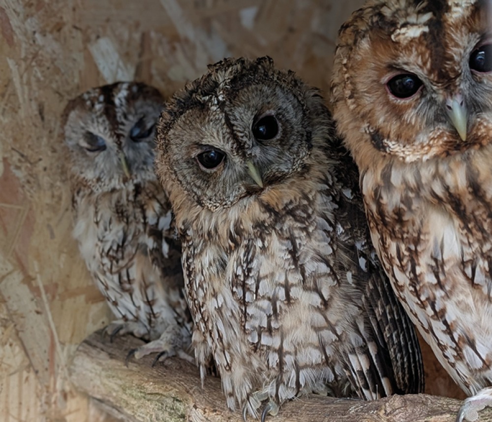 3 Owls