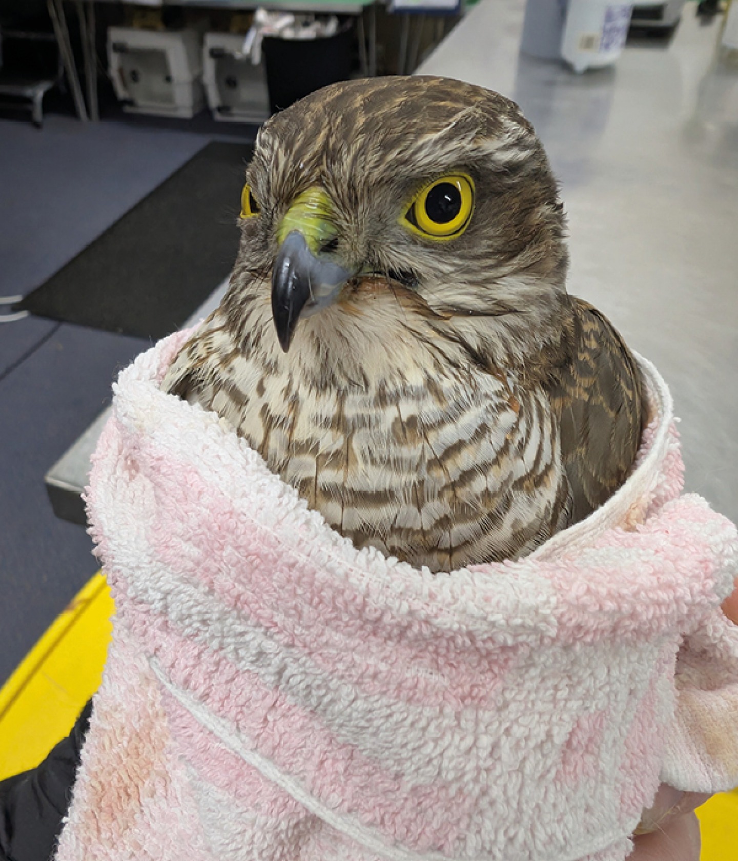 Falcon