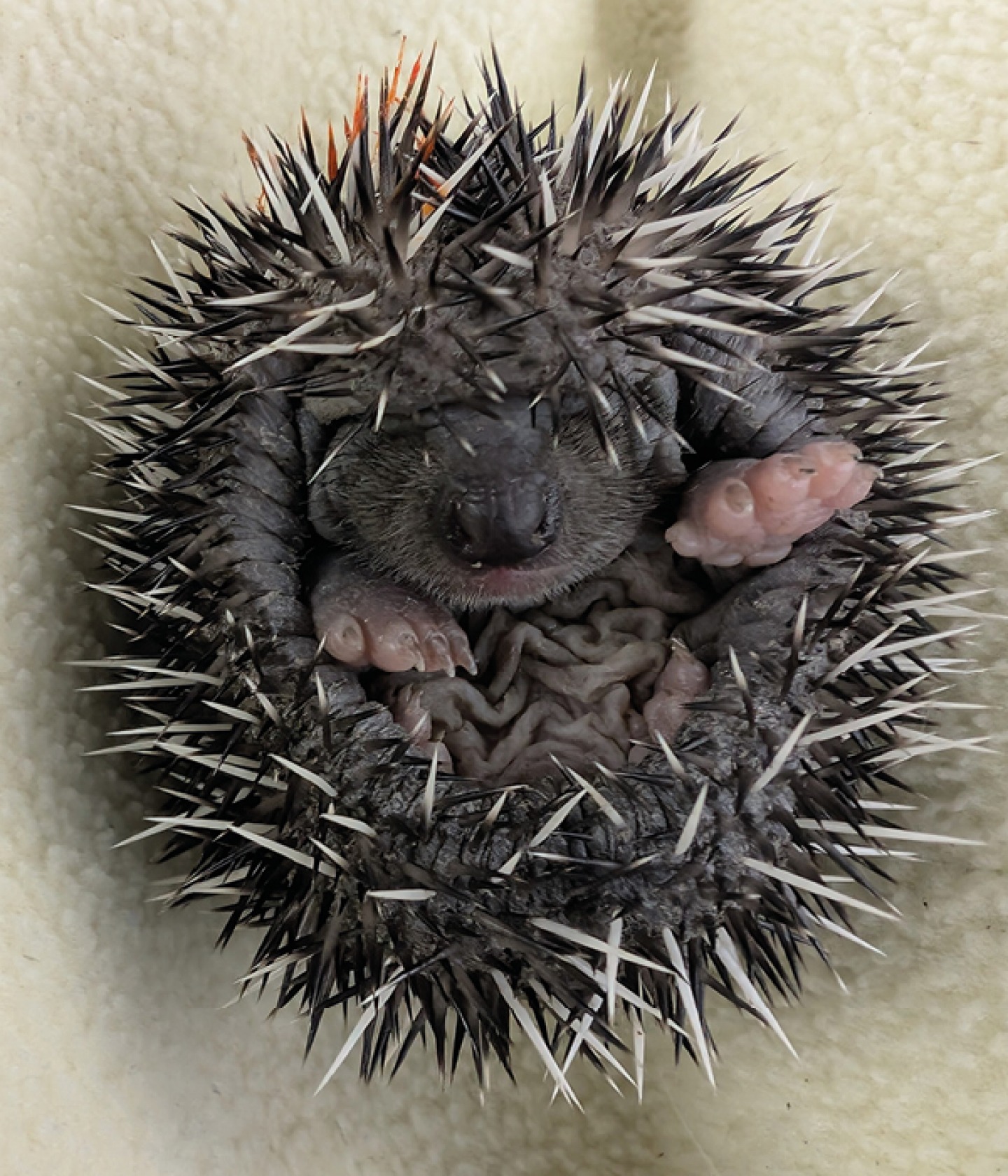 Hedgehog balled up
