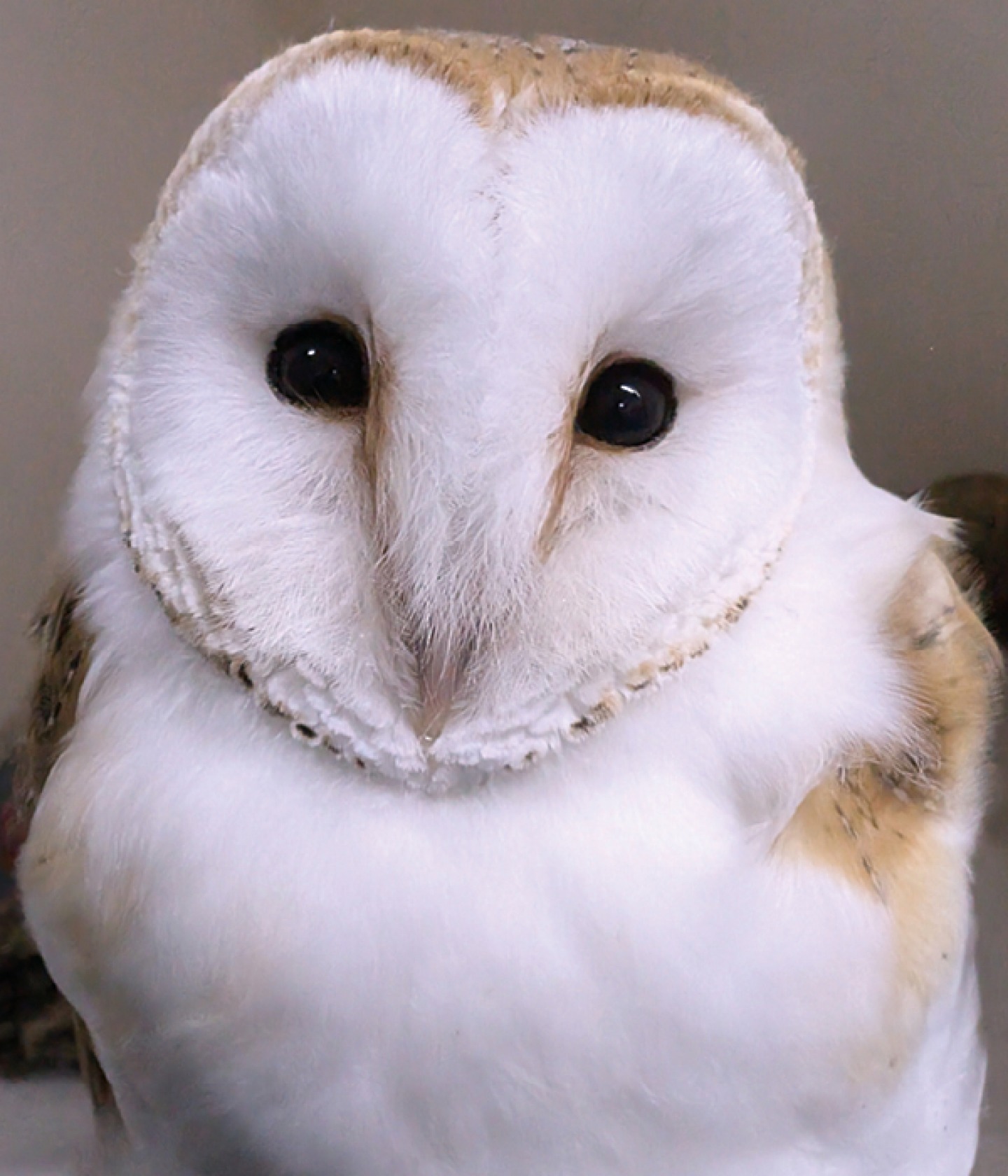 Barn Owl