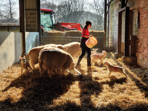 How North York Moors Tweed is Honouring Local Farmers