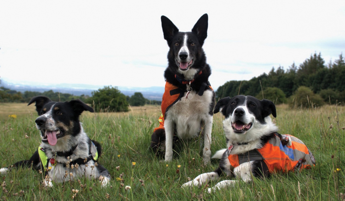 Search dogs Gem, Olly and Cassie. MRSDE operational search dogs from Swaledale Mountain Rescue Team