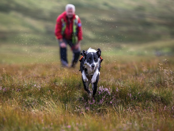 Mountain Rescue team with search dogs