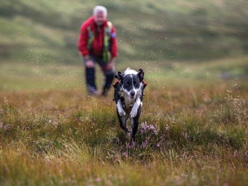 Meet The Canine Heroes Saving Lives in Swaledale