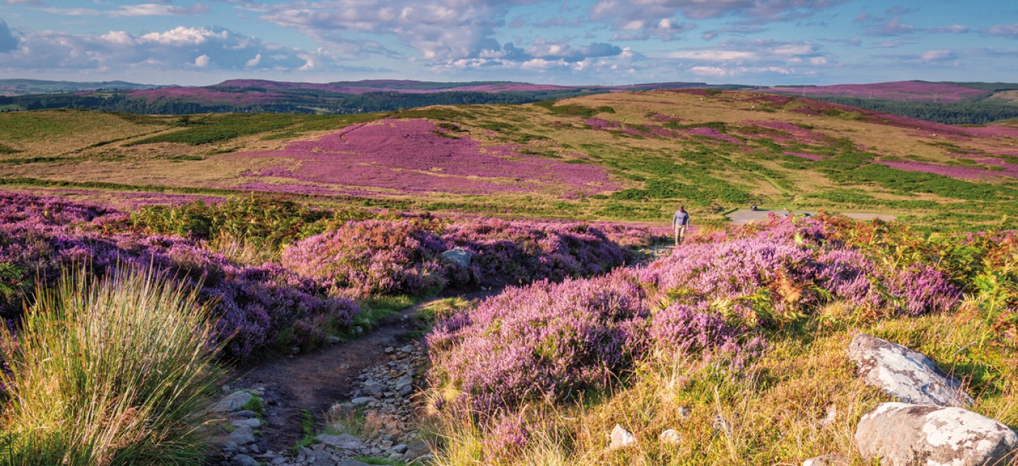 heather over the simonside hills