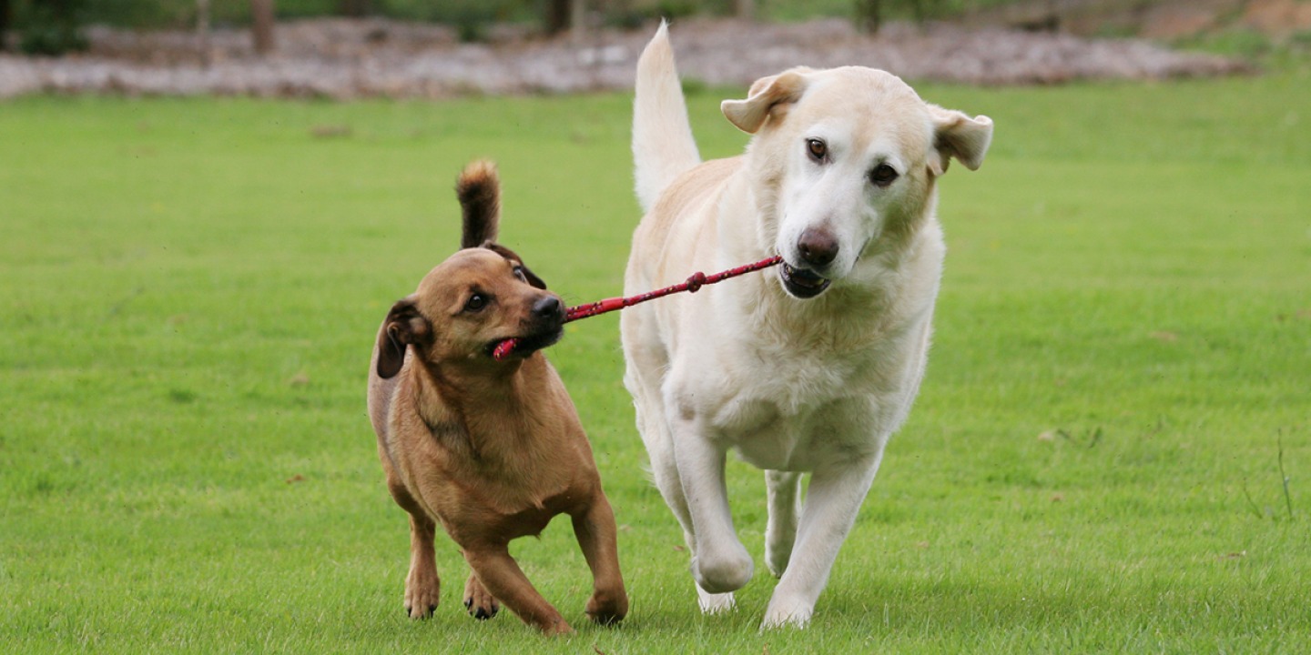 2 dogs playing with rope