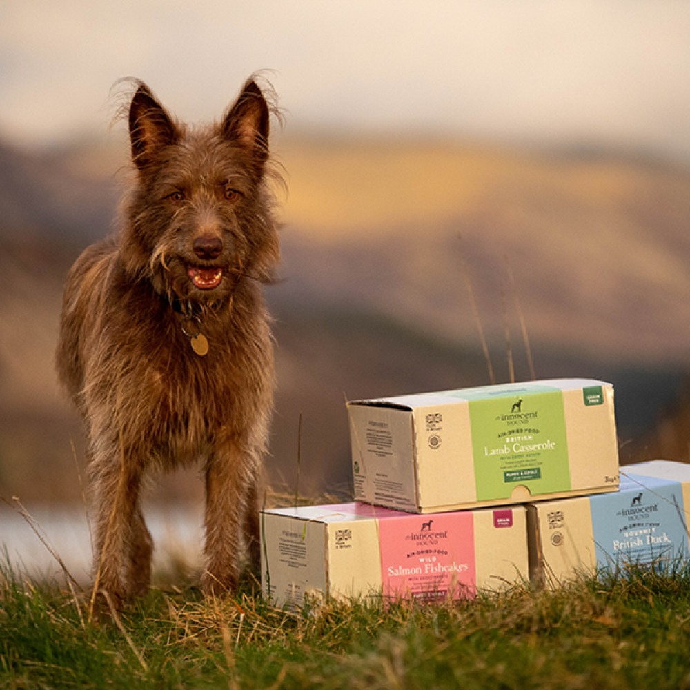 dog standing with boxed food