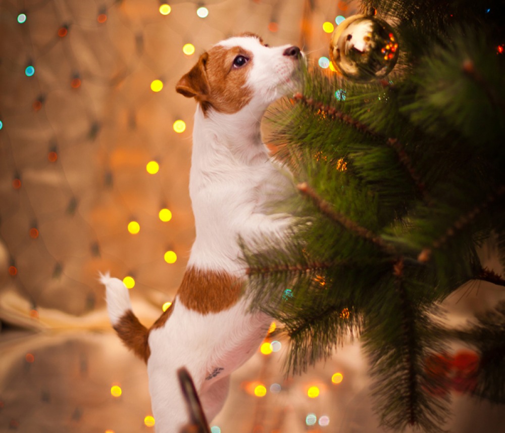 dog with paws on Christmas tree