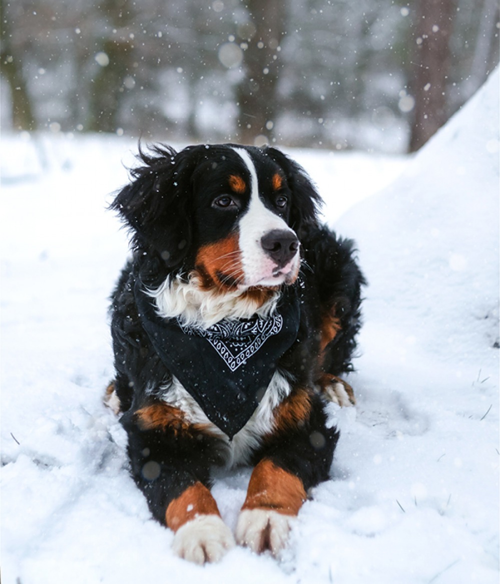 Dog wearing bandanna lying in the snow