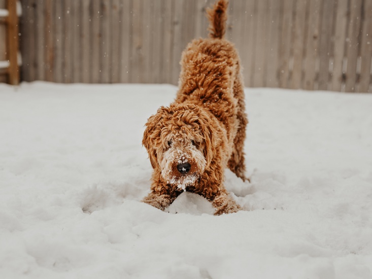 dog playing in snow