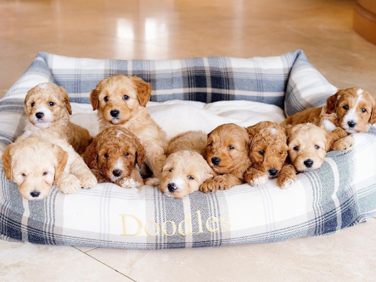 puppies on a dog bed